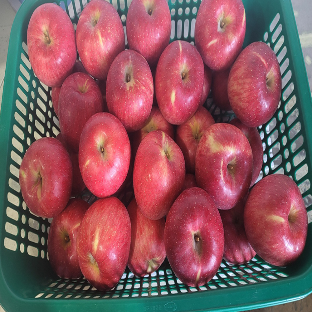 영주 양광사과 껍질째 먹는 새콤달콤 맛있는 사과 5kg3kg : 남향농원