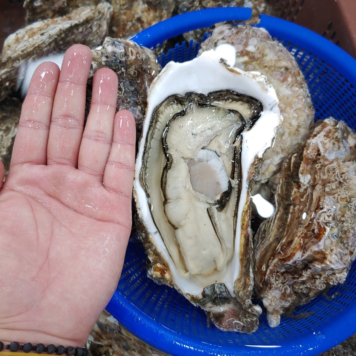 거제도 프리미엄 개체굴 삼배체 생굴 석화 1kg : 삼삼해물