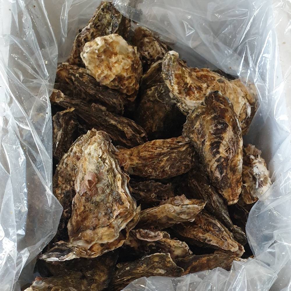 통영 굴 생굴 석화 입망석화 각굴 구이 찜 5kg 10kg 산지직송 : 시엘리 마켓