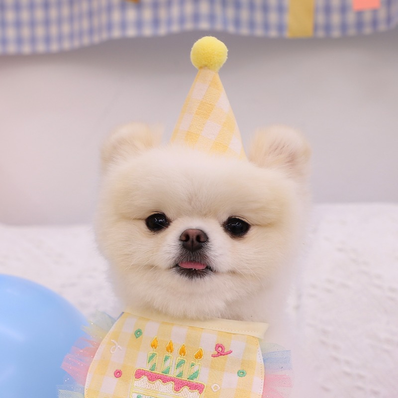 강아지생일모자 강아지고깔모자 벌스데이 몽앤치크 : 꼴레트멍멍 스토어