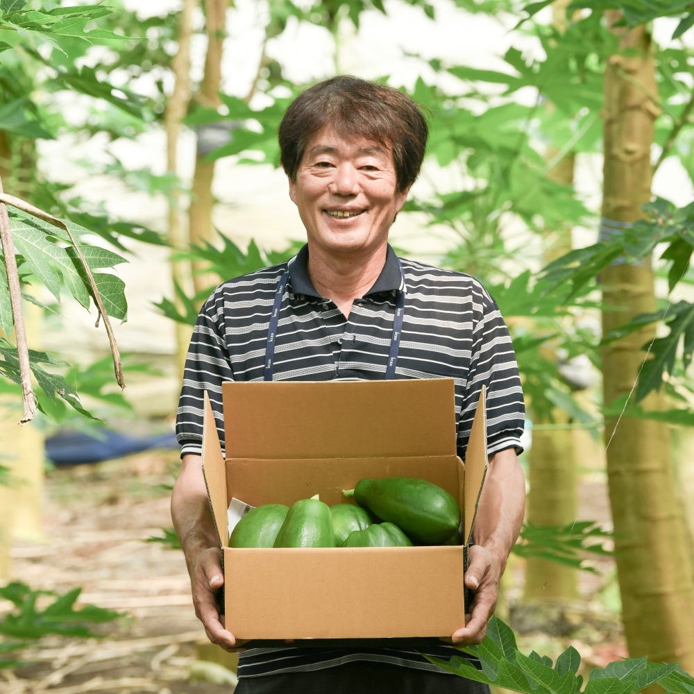 제주 그린 파파야 3kg 5kg 제주산 농장직송 유진팡 : 유진팡
