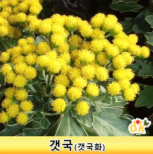 갯국 3치모종  다년생 노랑꽃 갯국화 황금국화 월동가능 : 들꽃닷컴