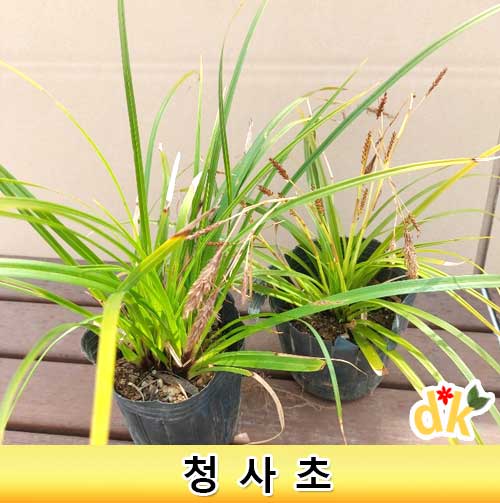 청사초모종4치포트 1세트(12개) : 들꽃닷컴