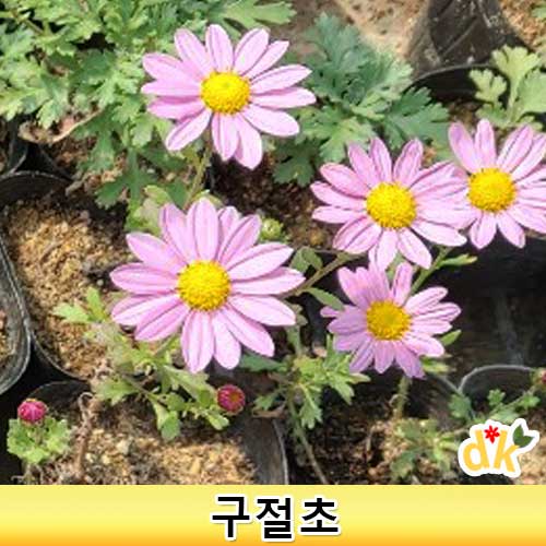 구절초3치포트모종(분홍) 50개 노지월동가능 : 들꽃닷컴