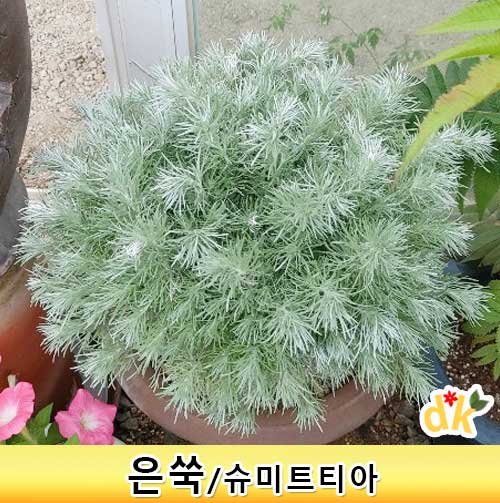 은쑥/슈미트티아나4치모종 10개 국화과 다년초 : 들꽃닷컴
