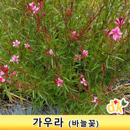 가우라 바늘꽃 3치모종 30개세트 : 들꽃닷컴