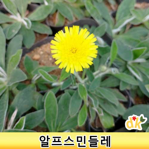 알프스 민들레 모종30개 지피식물 다년생 : 들꽃닷컴