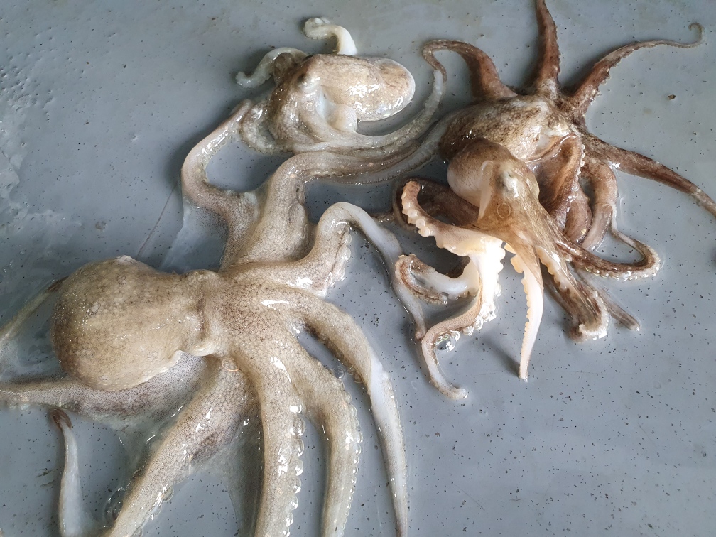 국산 활 제철쭈꾸미 1kg (20-30미내외) 자연산주꾸미 샤브샤브 냉동 도매 : 해산물은갑순씨
