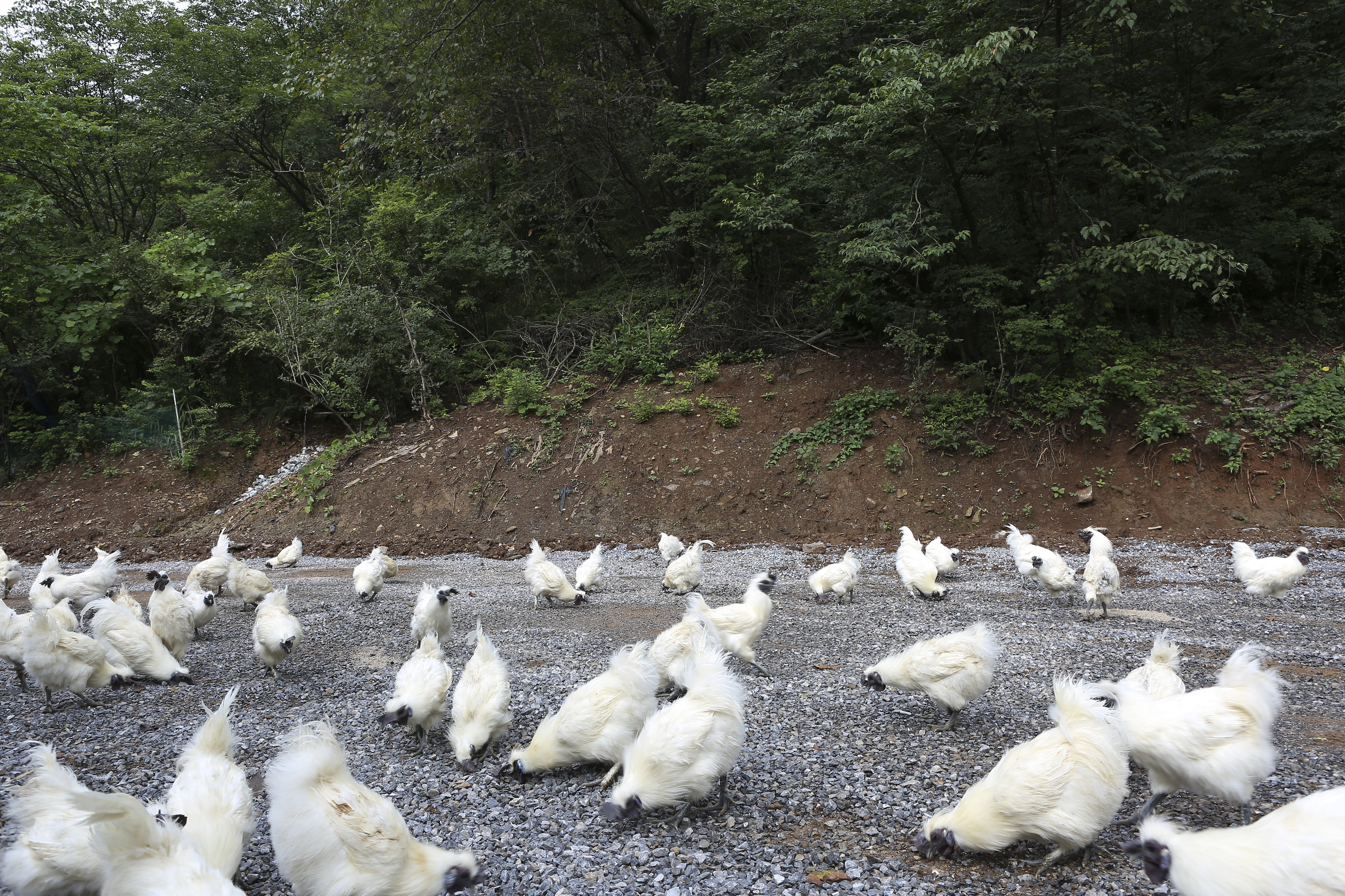 농장직영 백봉오골계 60포 5마리가 통째로 90% 진액 엑기스 산지직송 : 백봉상회백봉설원