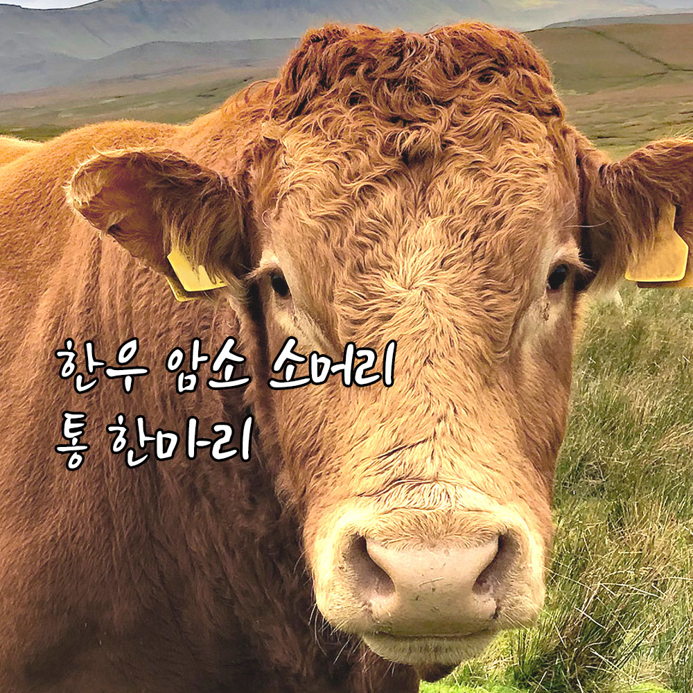 한우암소 소머리 통한마리 머릿고기 곰탕 곰국 냉동 : 주식회사두드림