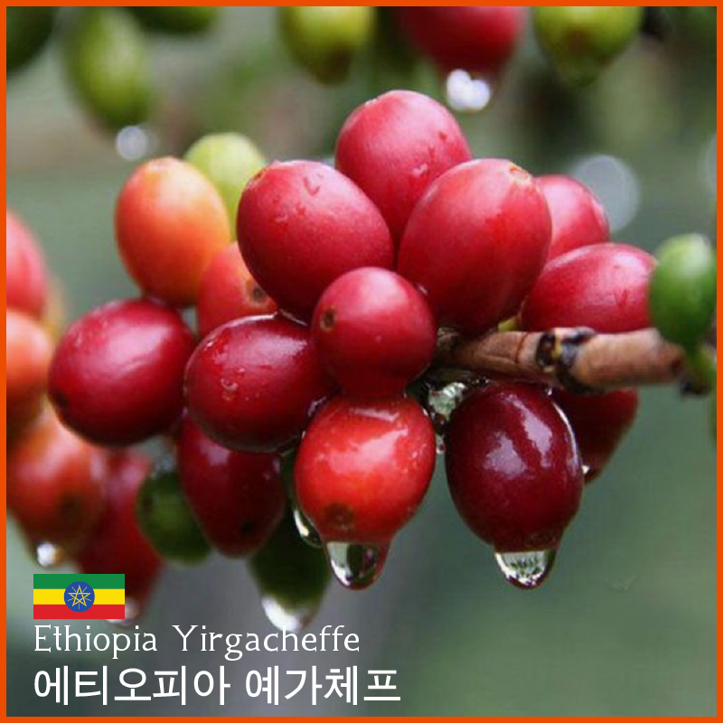 에티오피아 예가체프 G2 워시드 500g : 퍼플빈커피