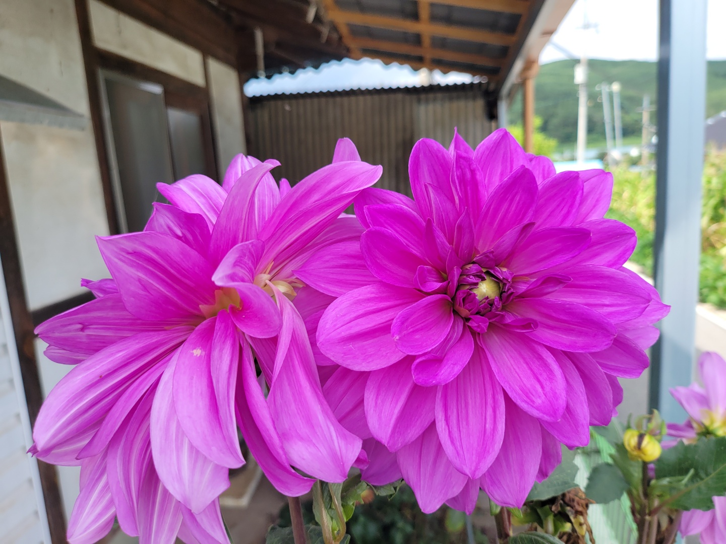 다알리아 씨앗 100립 달리아씨앗 꽃씨 몰 dahlia seed : 주주씨앗