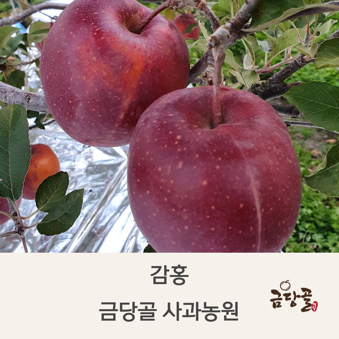금당골사과 감홍사과 : 금당골사과농장