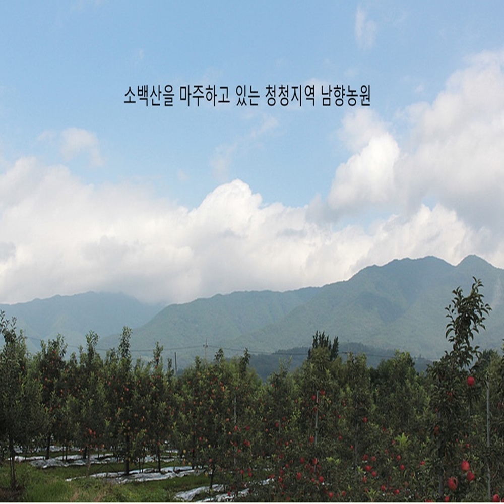 영주 사과즙 저온착즙100%원액 110mg 50포 : 남향농원