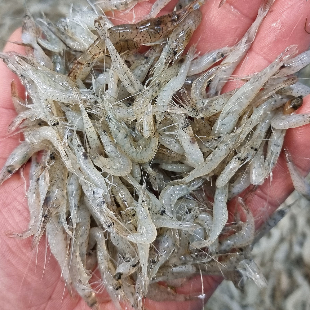 국내산 토종 민물새우 500g , 100%자연산 새뱅이 토하 생새우 새우 : 자연나라다슬기