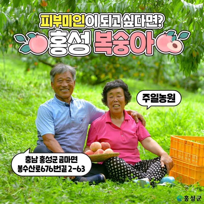 딱딱이복숭아  신비복숭아 황도복숭아 백도복숭아 : 주일농원