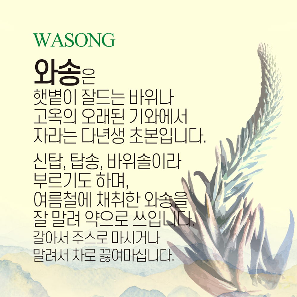 와송 와송먹는법 와송효능 생와송 건초 냉동 충주 건재 국산 국내산 100g : 스마트초이스M
