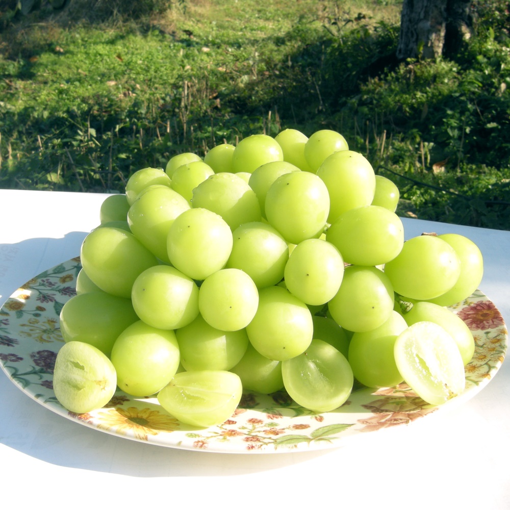 내츄럴 샤인머스켓 성장촉진제 사용하지않은 샤인머스캣 2kg : 워커하이브