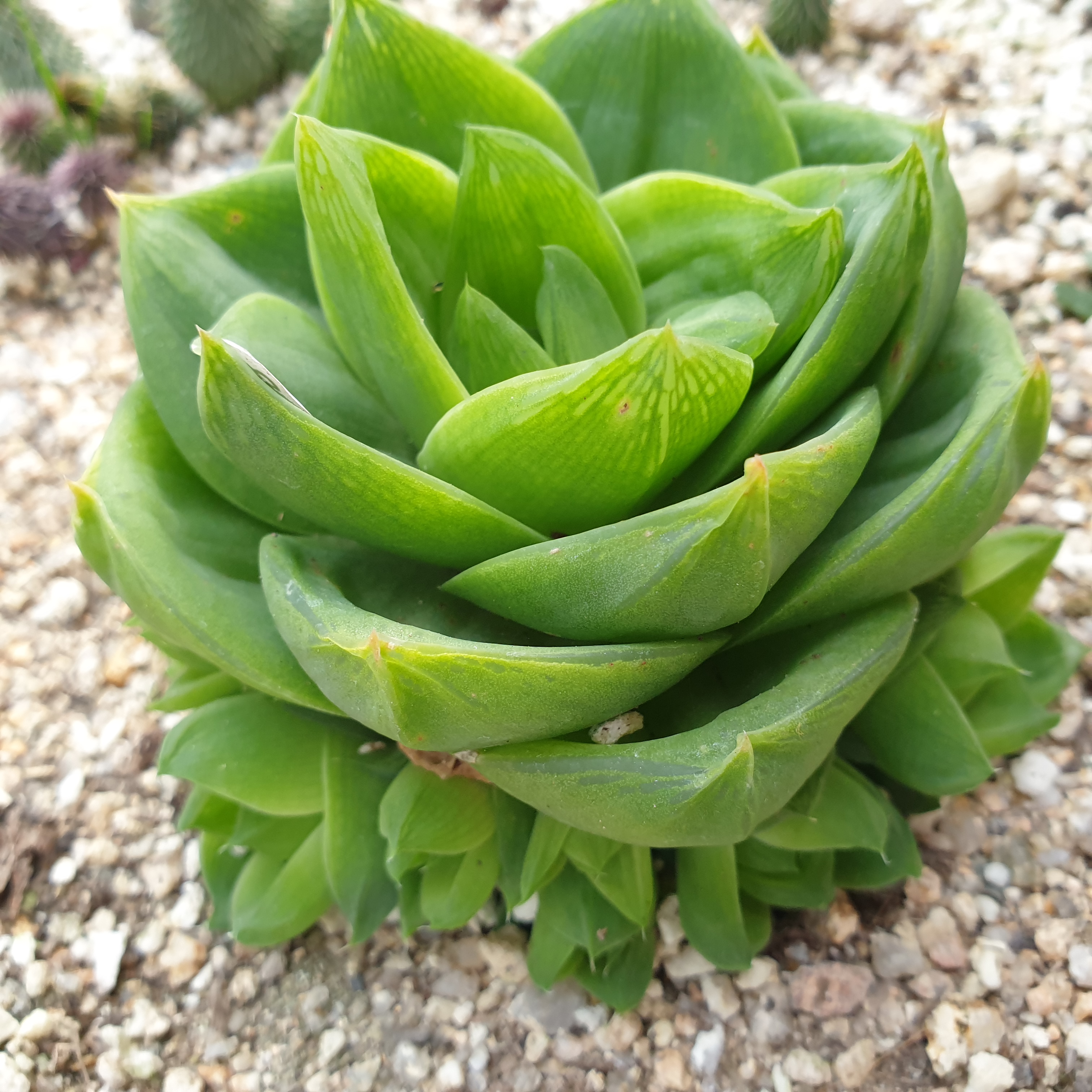 [수암다육] 라이프티그라 단품  Haworthia Life Tigra 다육 아프리카식물 다육식물 수입다육 플랜테리어 154 : 수암다육농장