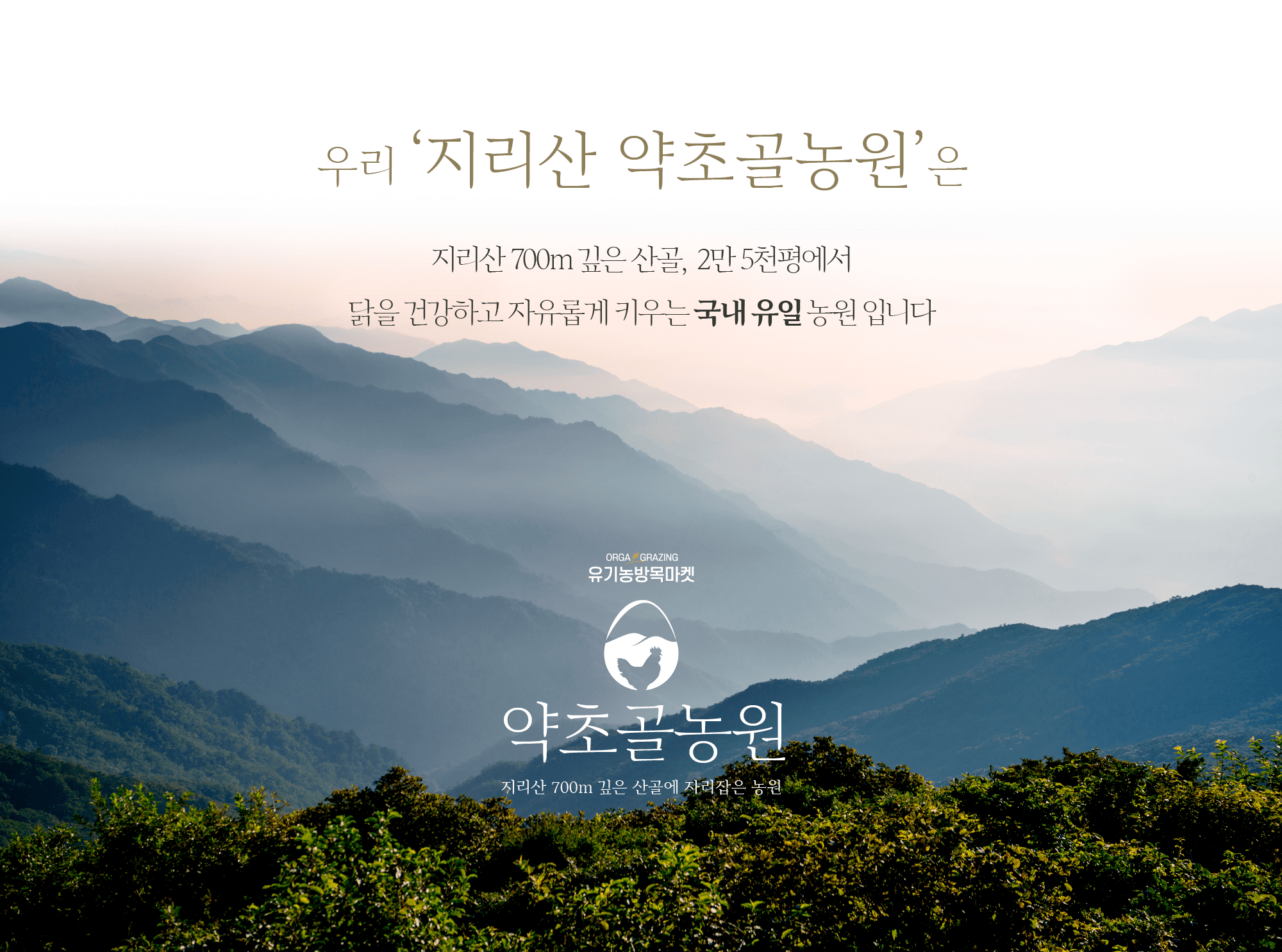 (40구)100% 유기농 자연방사 무항생제 유정란 초란 난각번호 1번 [지리산약초골농원] : 유기농방목마켓