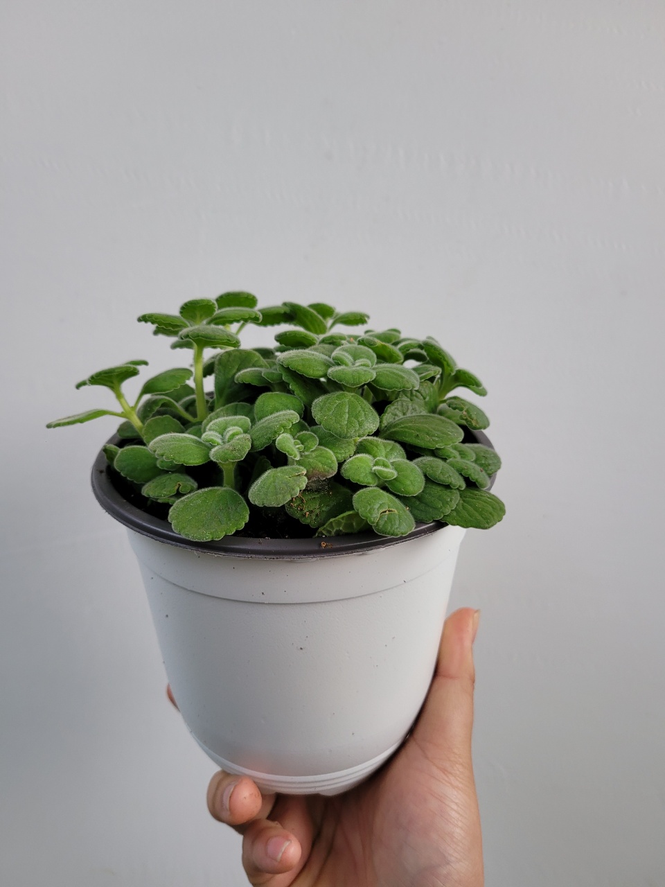 향기좋은 장미허브 중품 15~25cm 55 : 플랜츠 영
