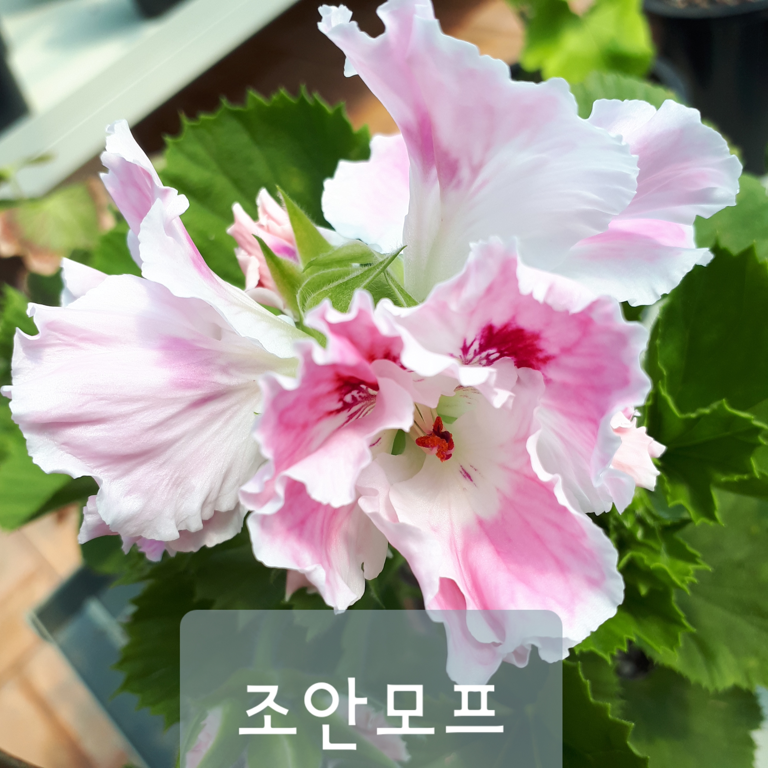 조안모프 : 썬갤러리농원