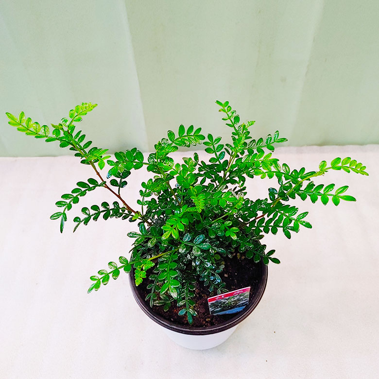 하늘꽃농원 산초 중품 : 하늘꽃농원