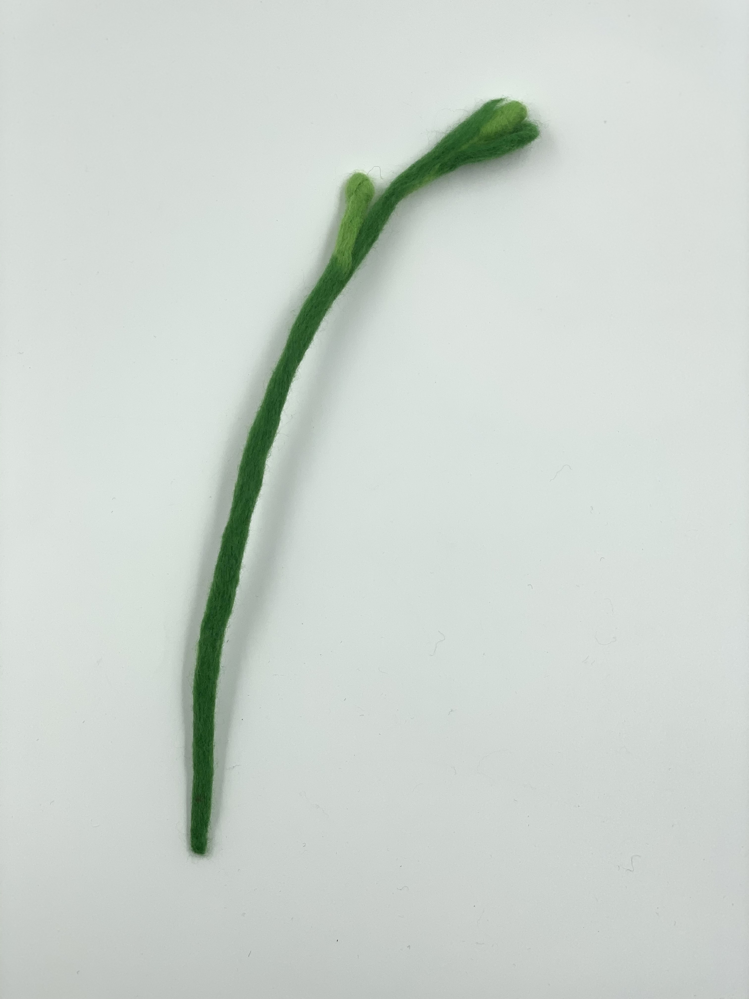 SPROUT_GREEN : 꽁떼르씨엘