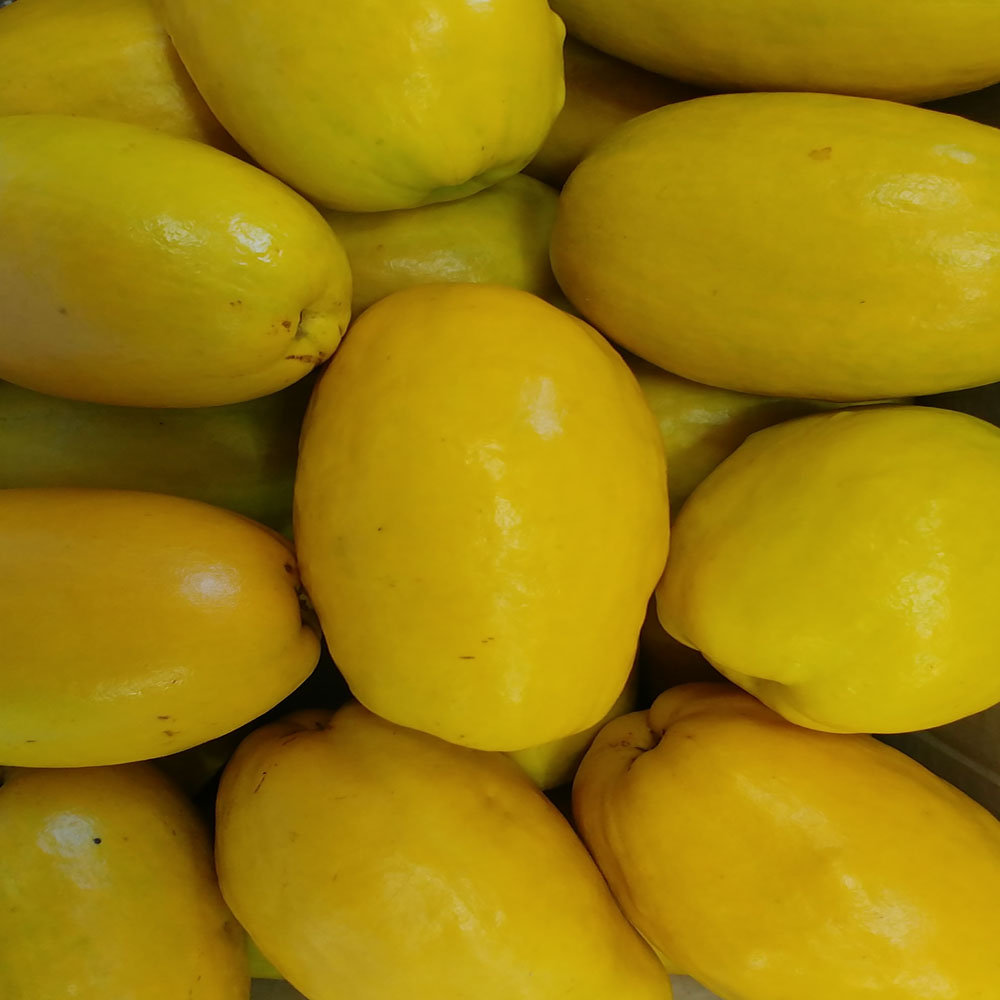 가마실농장 향긋한 청도모과 5kg 3kg : 가마실농장