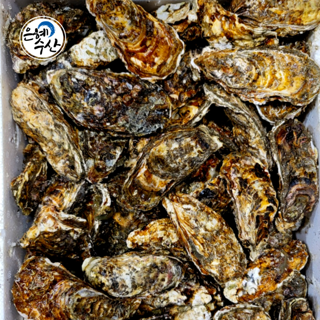 여수산 제철 석화 각굴 망굴 10kg 생굴 껍질굴 구이용굴 굴찜 굴도소매 : 은혜수산몰