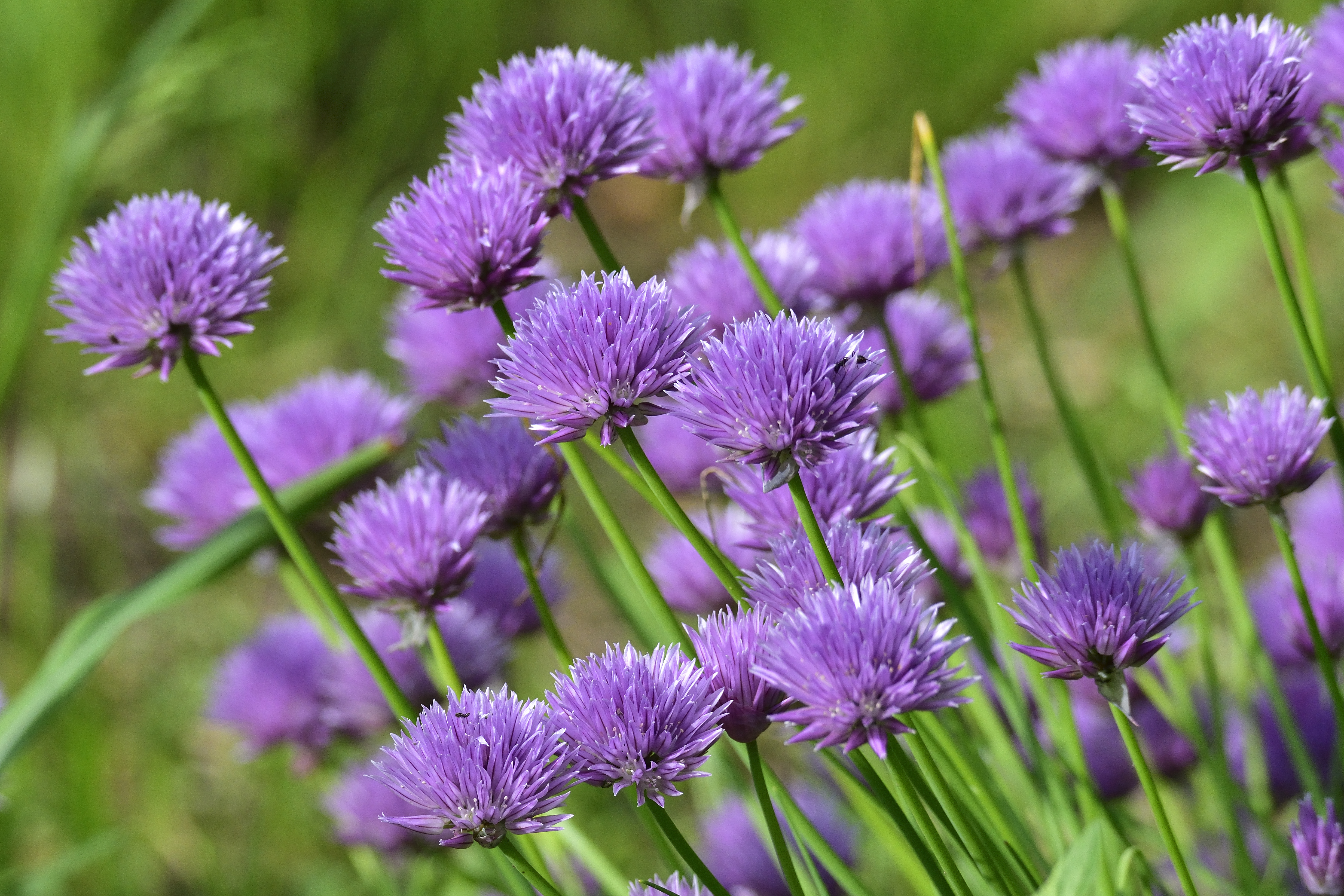 차이브씨앗 챠이브 허브종자 400립 / 알리움씨앗 꽃씨 몰 Chives allium : 주주씨앗