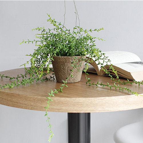 행잉플랜트 미니 콩난 화분 대사이즈 D12xh14.5cm 고리포함39cm 줄기길이34cm : 헤이스테이