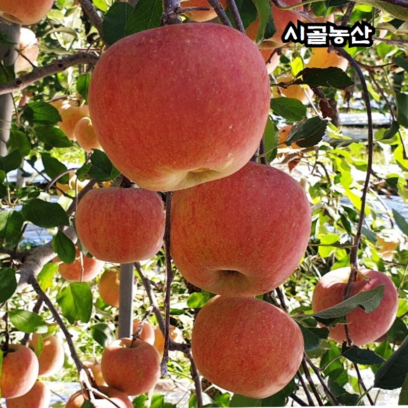 꿀사과  경북영주 청정지역 명품부사  최상급선물용 5kg 10kg : 시골 농산