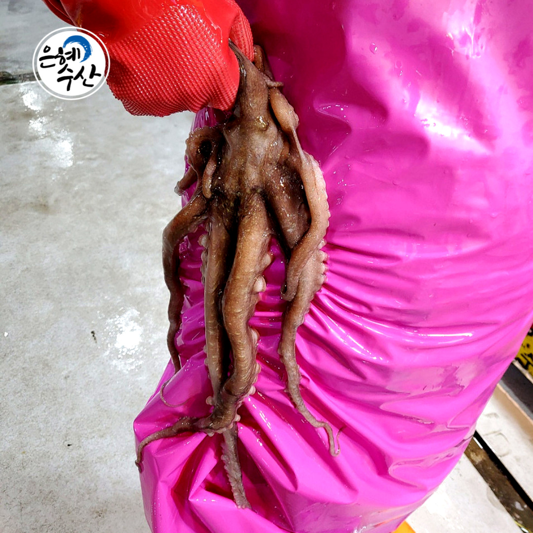 국산 고흥산 대낙지 1마리 / 산낙지 왕대낙지 샤브샤브 연포탕 낙지볶음용 낙지도소매 : 은혜수산몰