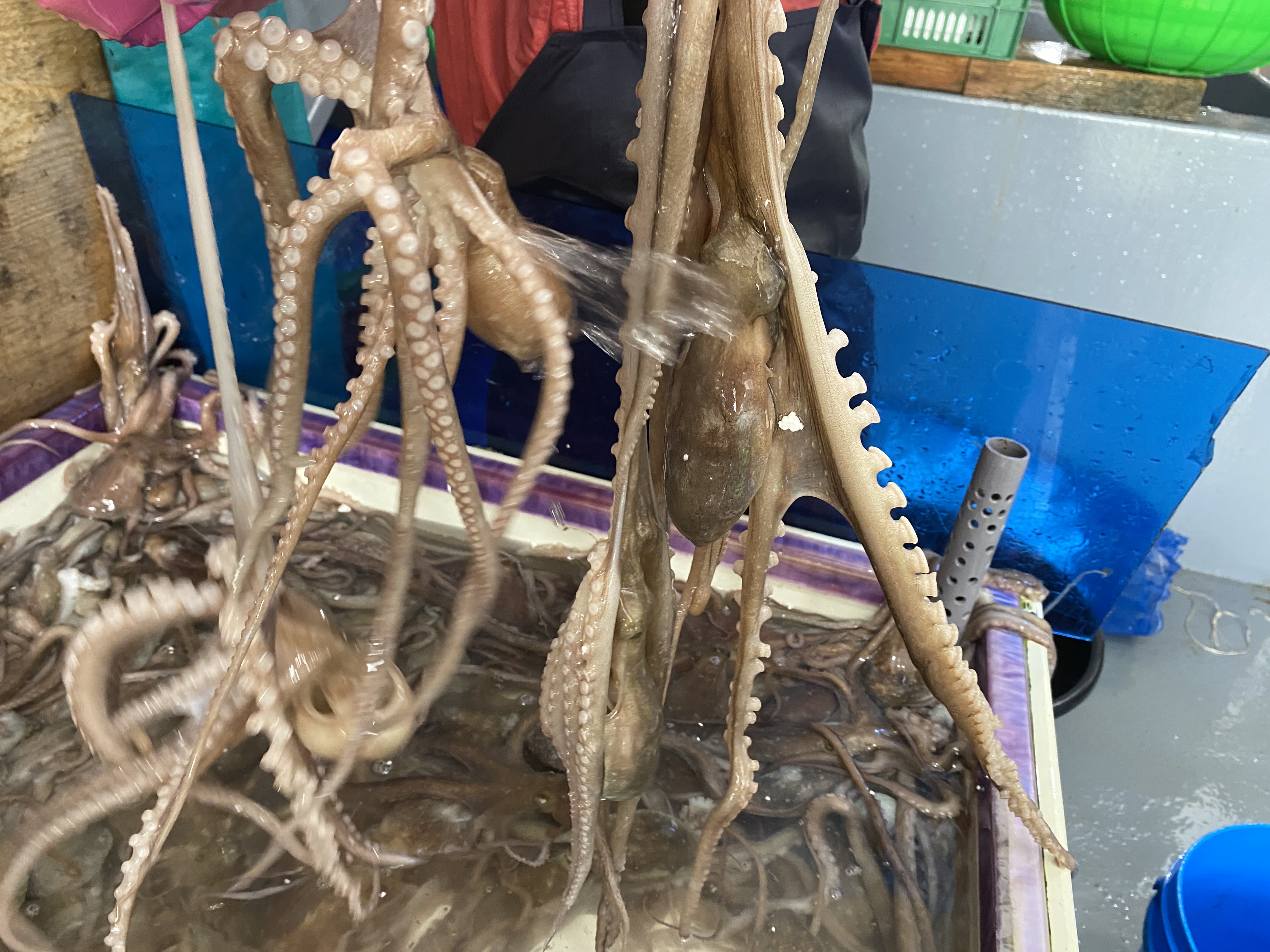 국내산 고흥 산낙지 급속 냉동 낙지 1kg 낚지 활낙지 뻘낙지 연포탕 낙지호롱 대낙지 : 해산물은갑순씨
