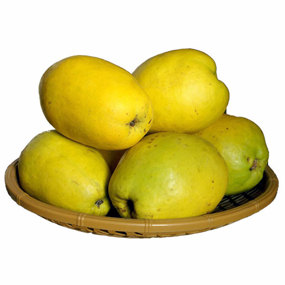 향긋한 생모과 2kg (중과)/모과차/방향제 : 티디마트