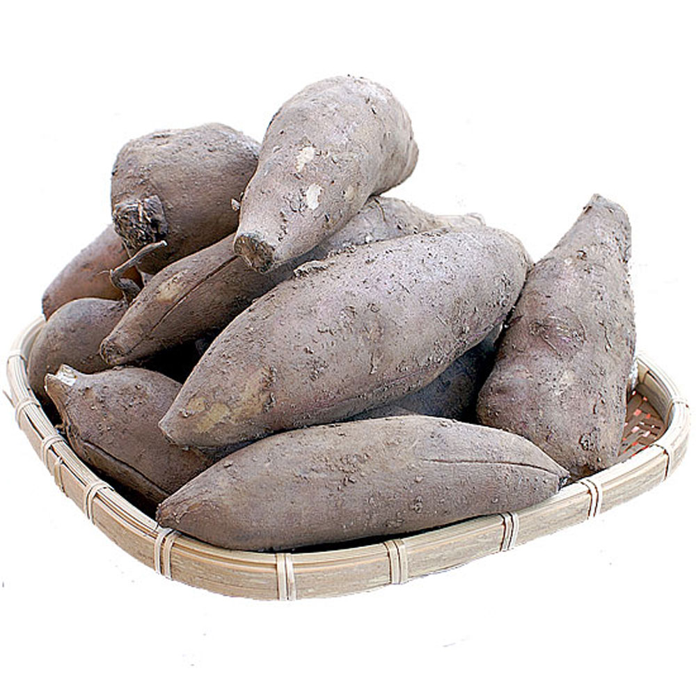국내산 야콘 5kg 판매 / 땅속의 배 - (중품 5kg) : 티디마트