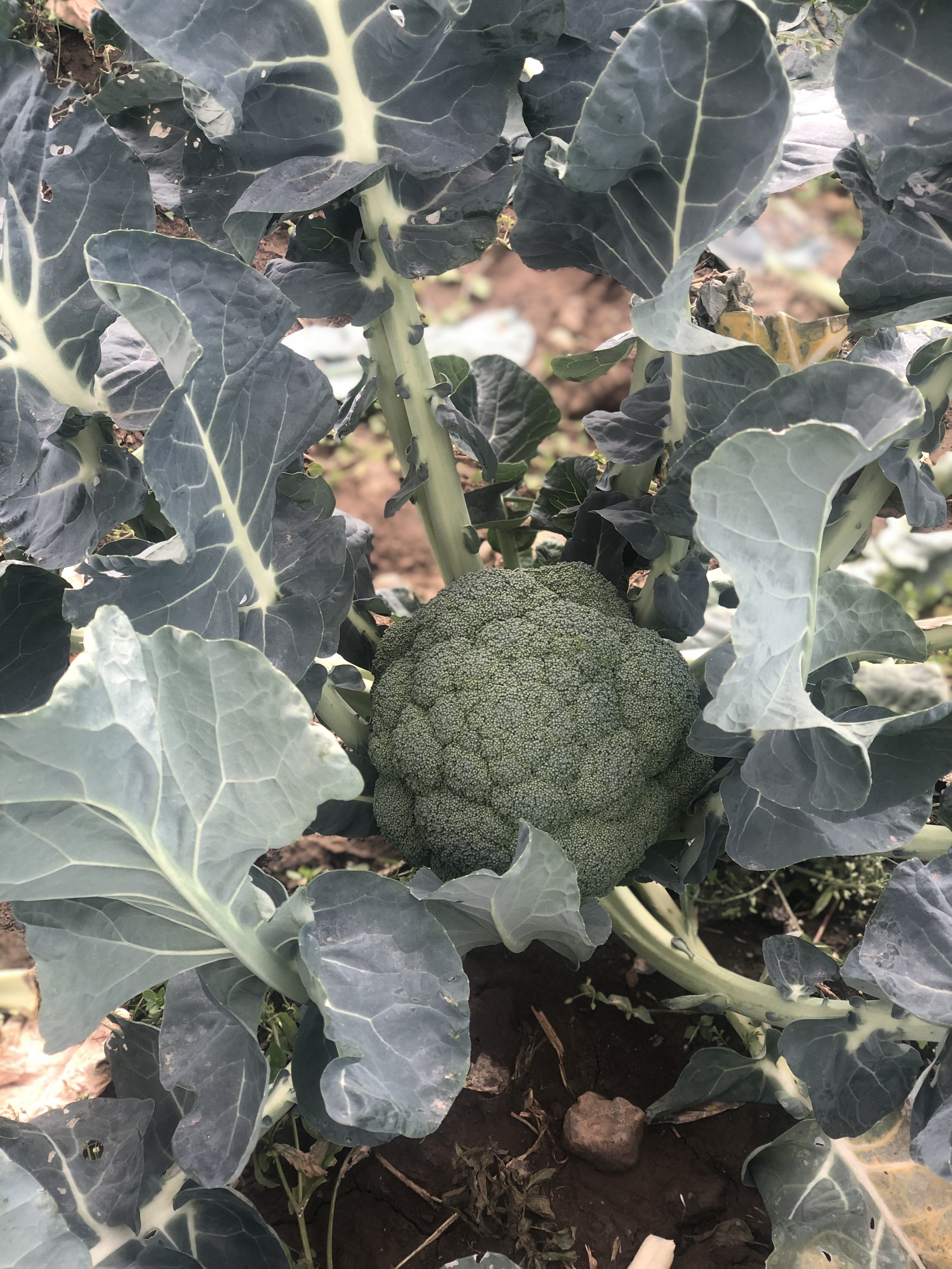 제주 브로콜리 1kg 2kg 4kg : 제주볼레섬농장