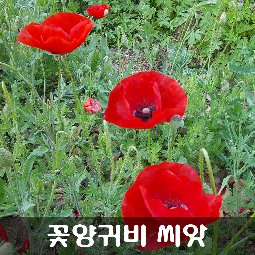 [해피플라워] 꽃양귀비 레드 씨앗 1g(약 3,000립) / 봄 여름 가을 파종 꽃씨 : 해피 플라워