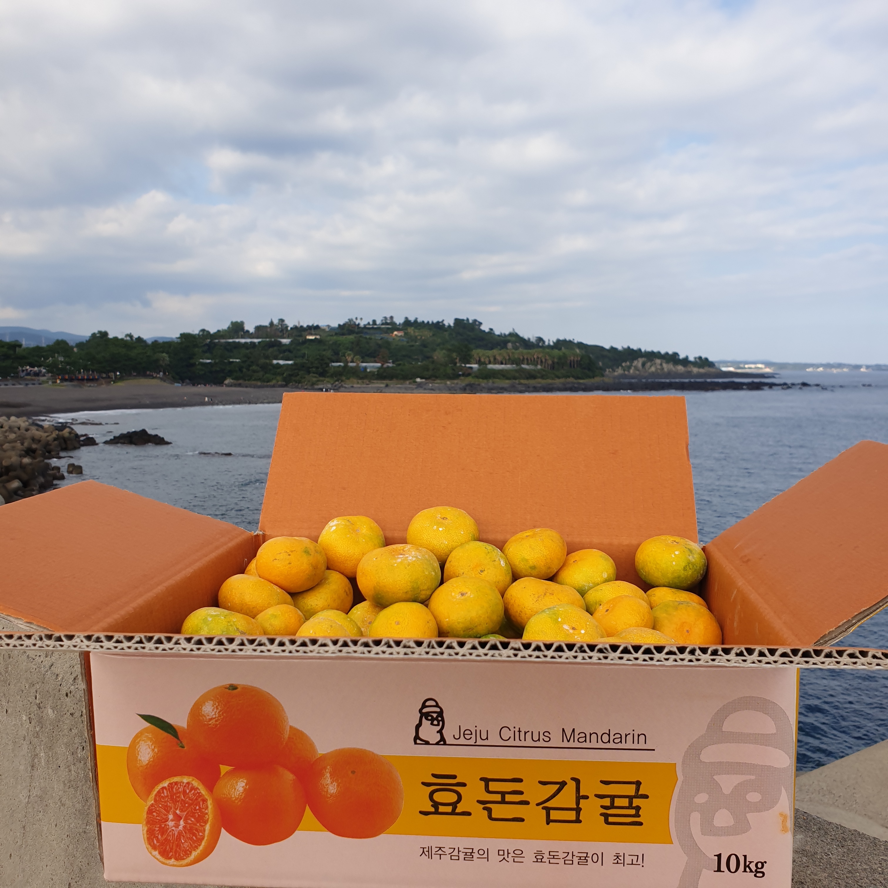 [엘리시온 효돈감귤] 쇠소깍 노지감귤 3kg 5kg 7kg 10kg 5kg합포장 7kg합포장 혼합과 : 엘리시온 효돈감귤