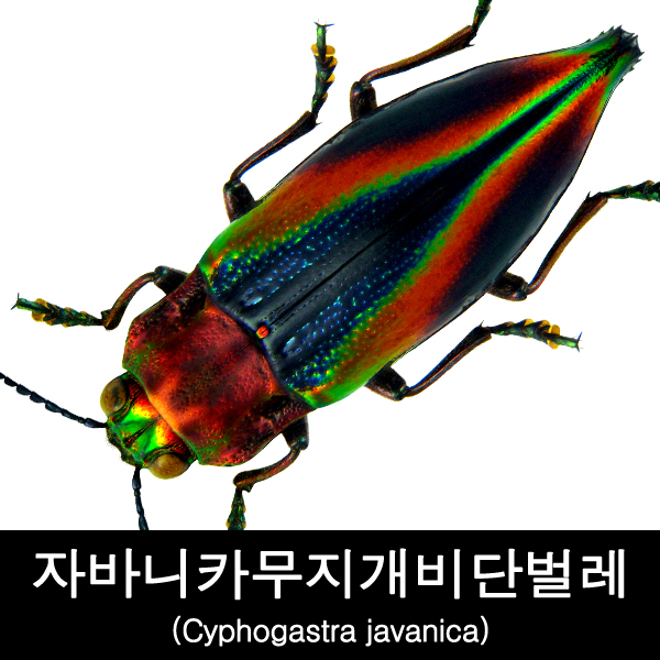 자바니카무지개비단벌레표본/Cyphogastra javanica : BABURMART바부르마트