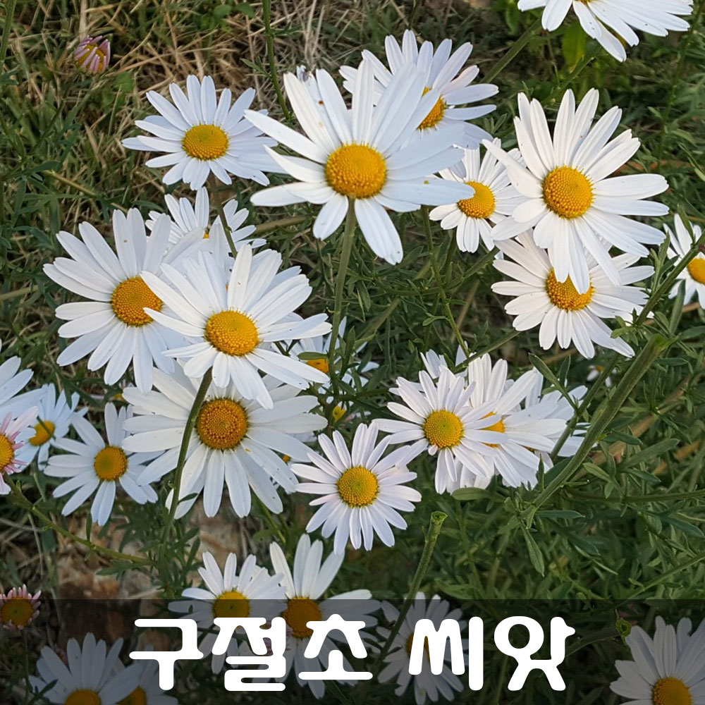 [해피플라워] 구절초 씨앗 1g / 봄 여름 가을 파종 들국화 꽃씨 : 해피 플라워