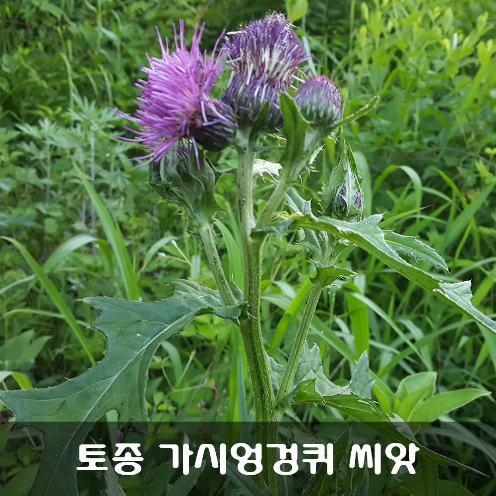 [해피플라워] 토종 가시엉겅퀴 씨앗 1g(약 300립) / 봄 여름 가을 파종 종자 : 해피 플라워