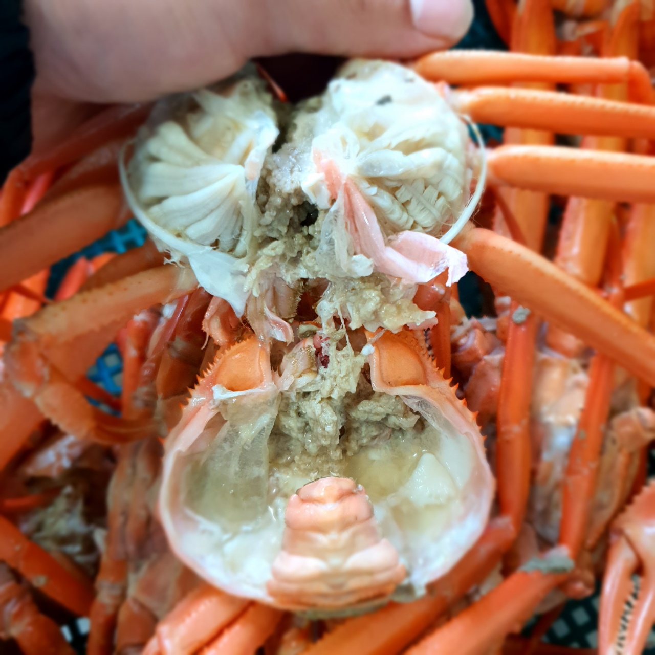 거산수산 포항 구룡포 연지 홍게 제철 자숙 3kg : 거산수산