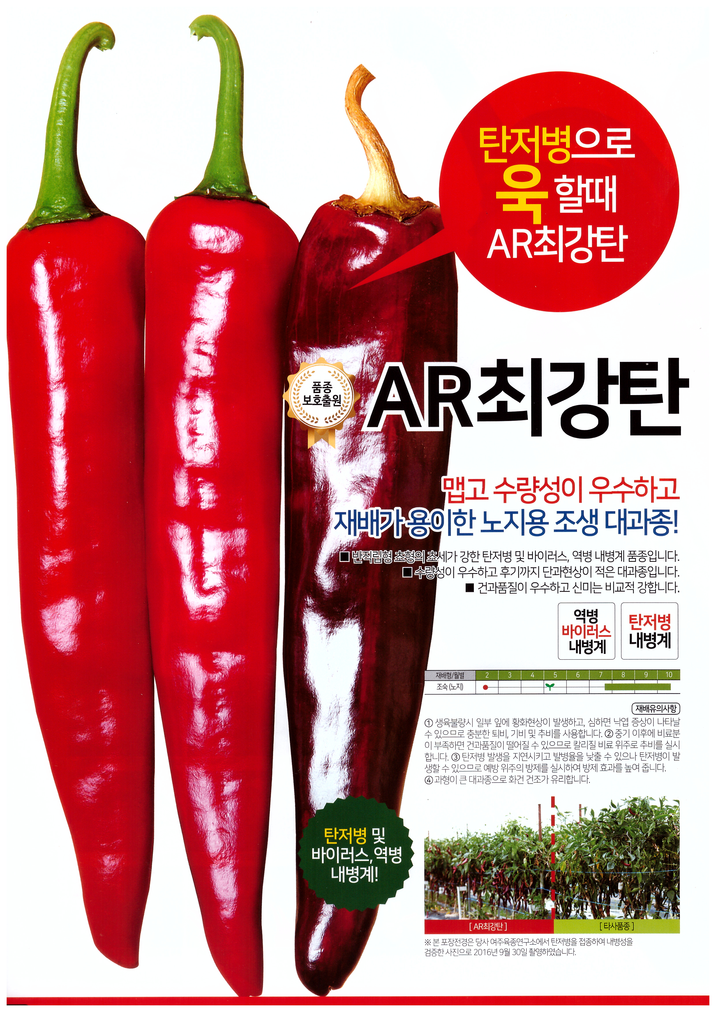 AR최강탄 1200립 고추 씨앗 종자 탄저내병계 품종 사카타코리아 : 농사마트