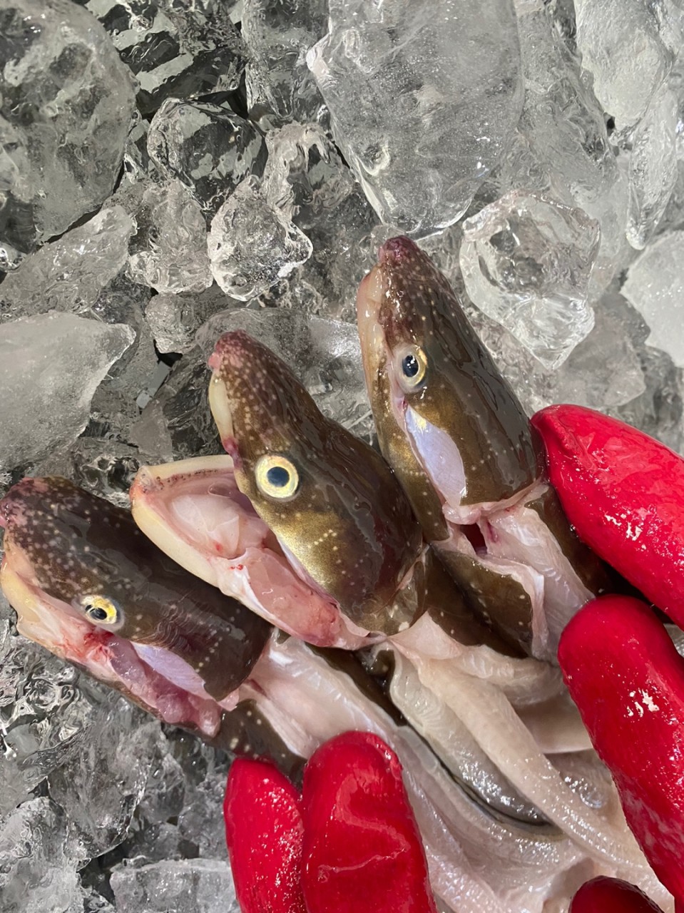 자연산 진도 살아있는 활 바다 장어 아나고 붕장어 원물 1kg : 진도 오일장