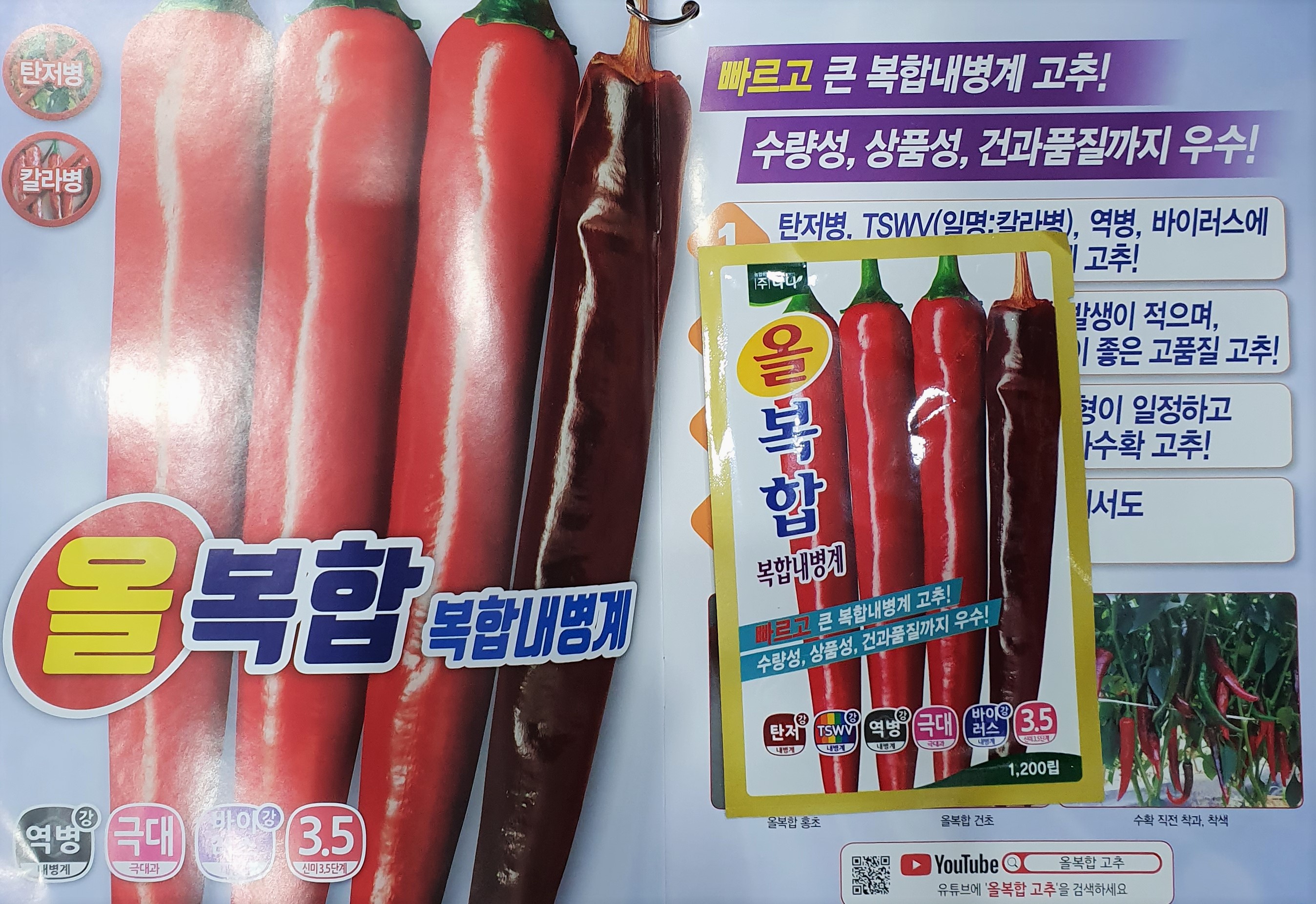올복합고추/고추종자 올복합 /다나 정품종자 1,200립 : 두레농약종묘센터
