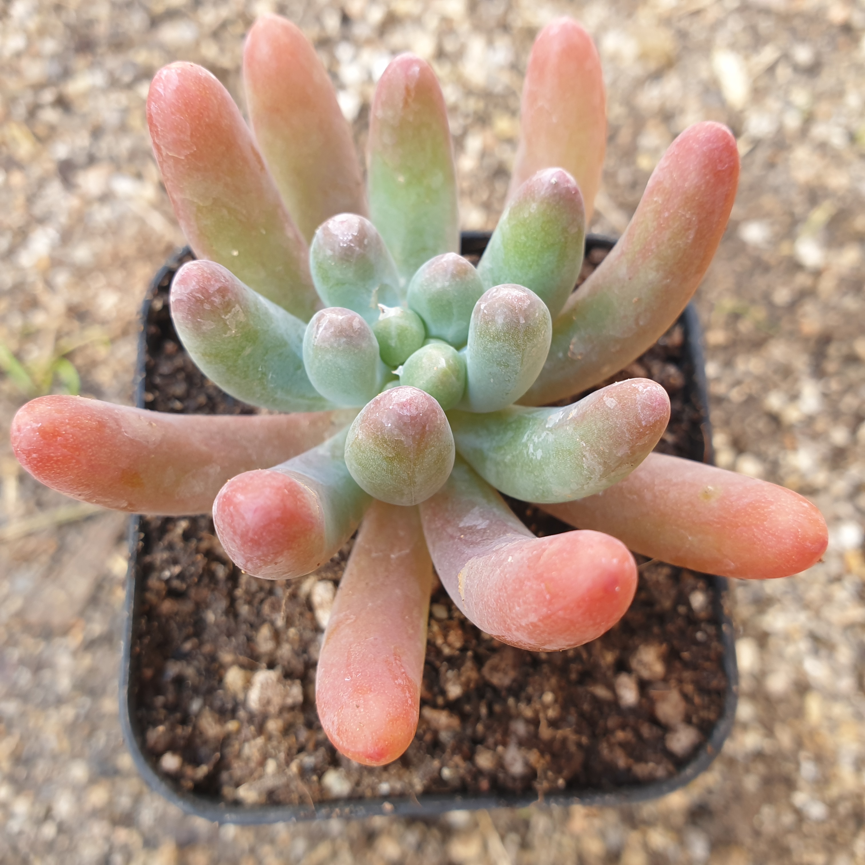 [수암다육] 애심 5개세트 랜덤발송 Sedum pachyphyllum Thin Blue Form 다육 다육이 다육식물 반려식물 국민다육 아프리카식물 213... 