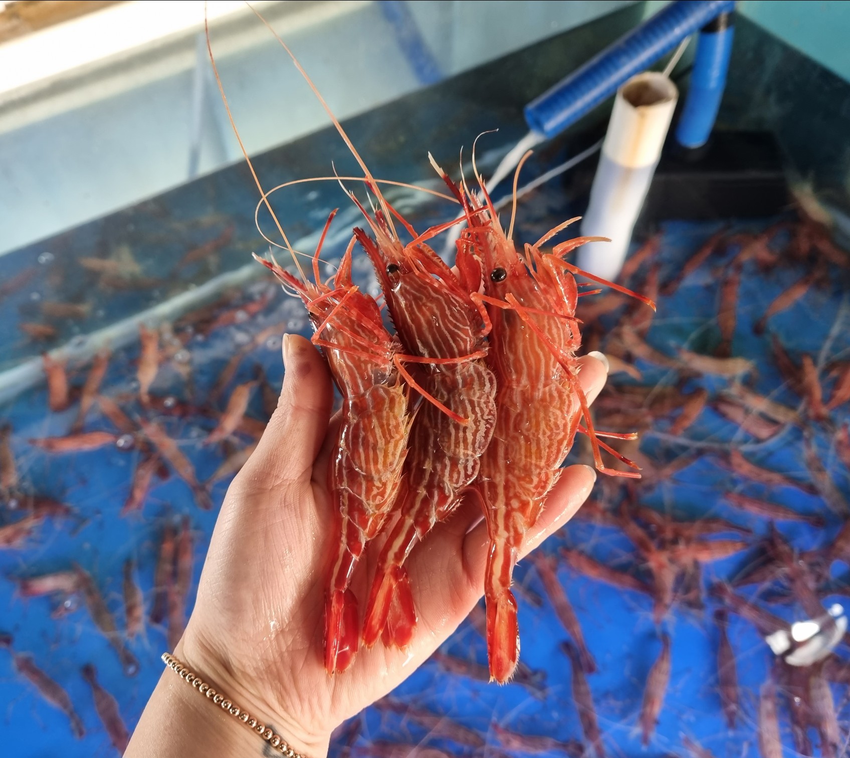독도 닭새우 꽃새우 도화새우 급냉500g 광안리매장 구매가능 : 지민수산
