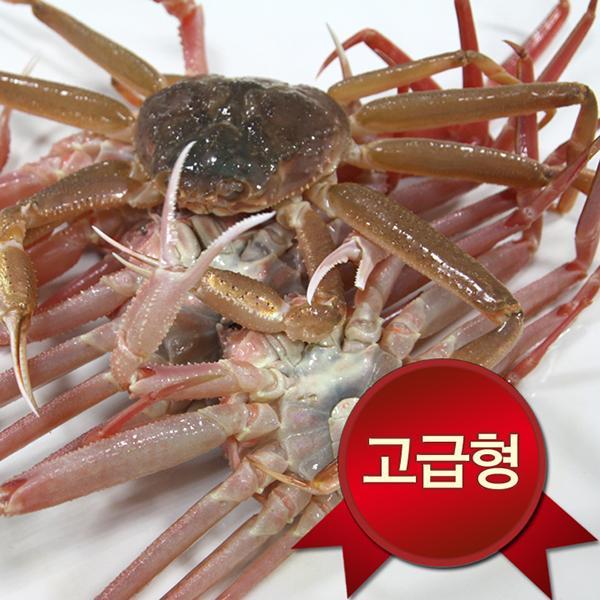 노가네 영덕 고급형 대게(중)5미(마리당300~350g내외/수율70%) : 피쉬세일